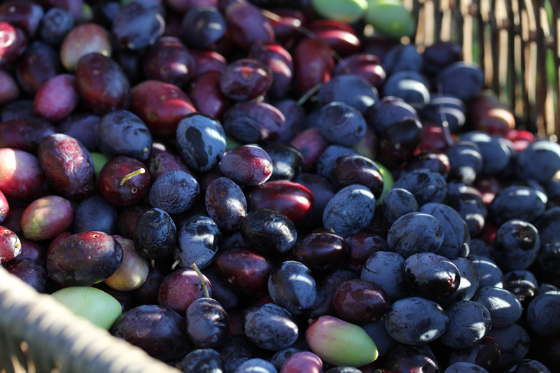 Récolte d’olives