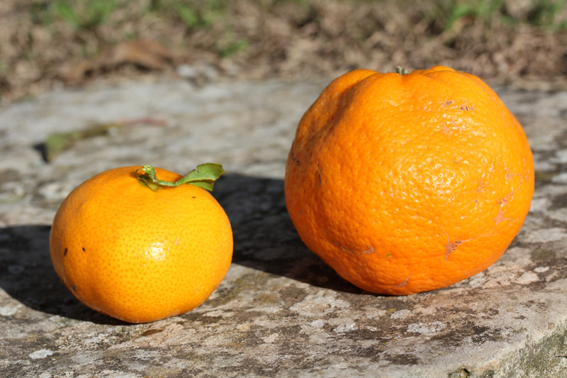 Dégustation de mandarines Myagawa