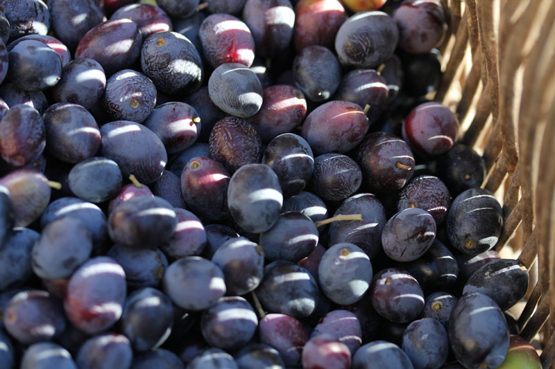 Récolte d’olives