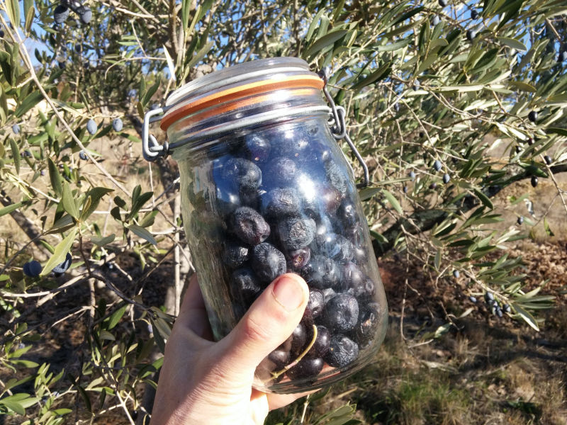 Olives conservées naturellement