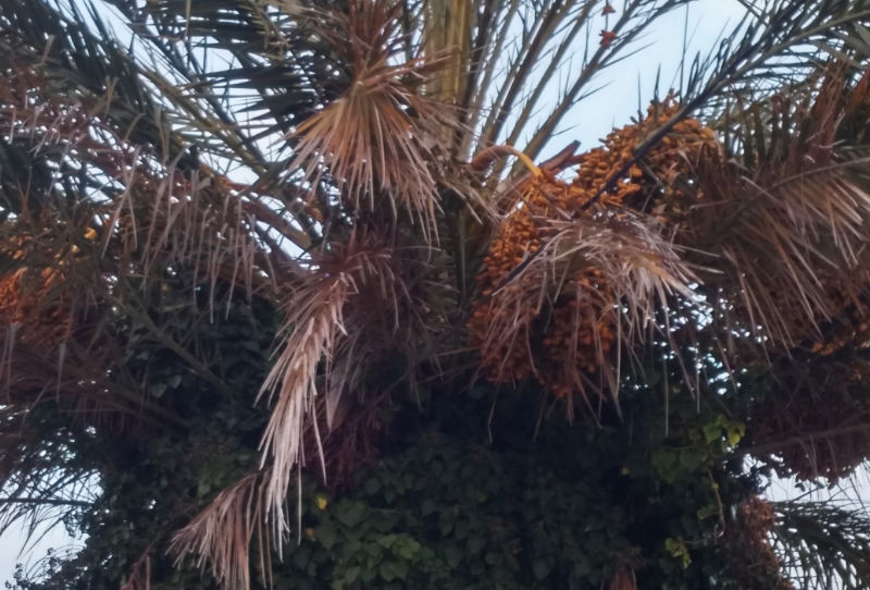 Un palmier dattier à Bellegarde !