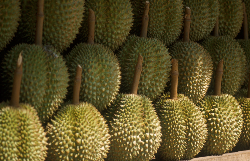 Interview : le durian de Bornéo à la Guyane