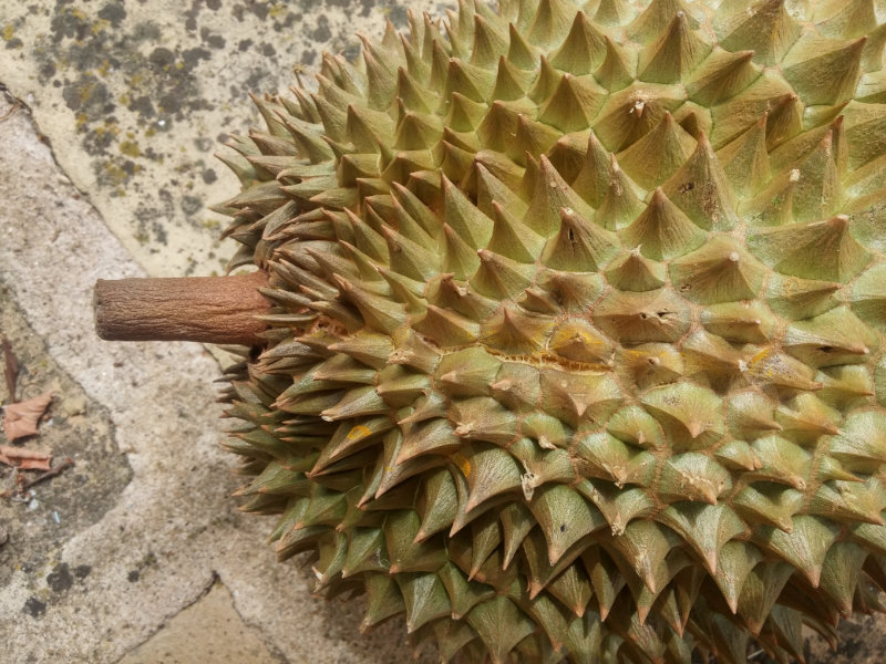 La saison du durian Morn Thong