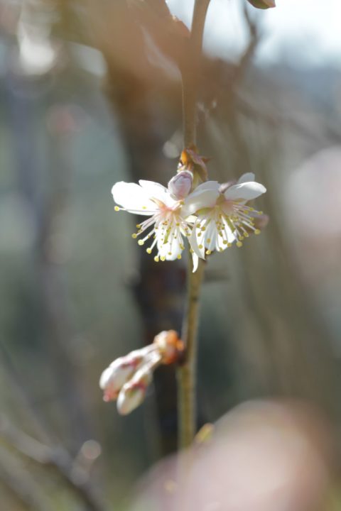 Cerisier Blanchard en fleur