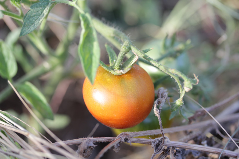 Première tomate !
