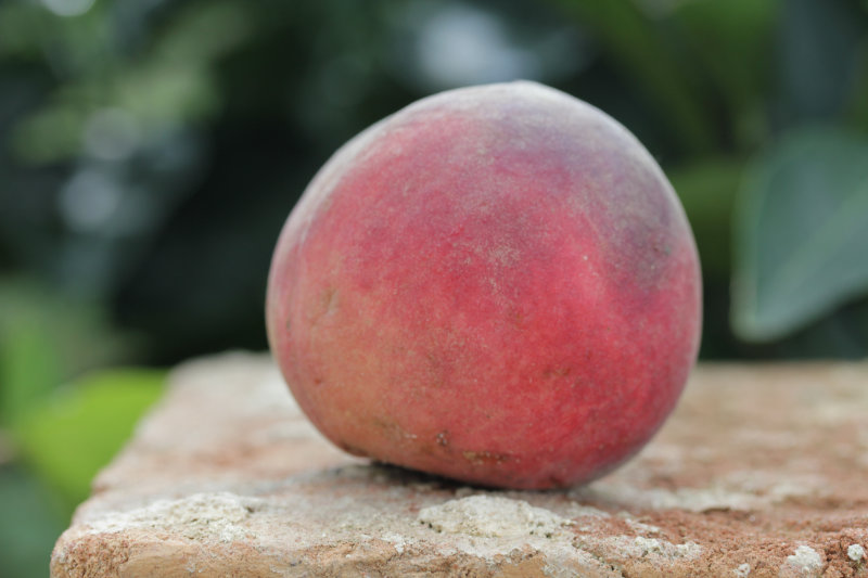 De la conservation des fruits