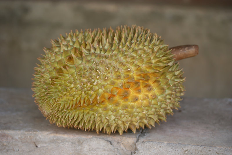 Acclimatation du durian