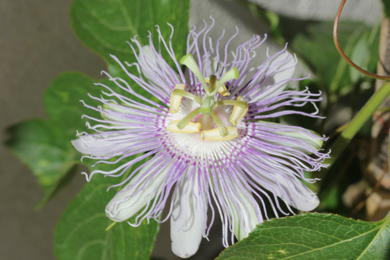 Passiflora incarnata “Maypop”