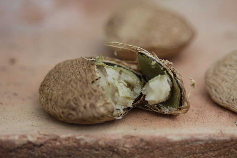 Oyster Nut (Telfairia pedata)