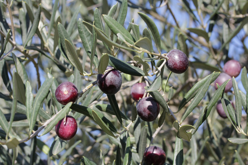 Olives : une récolte prometteuse