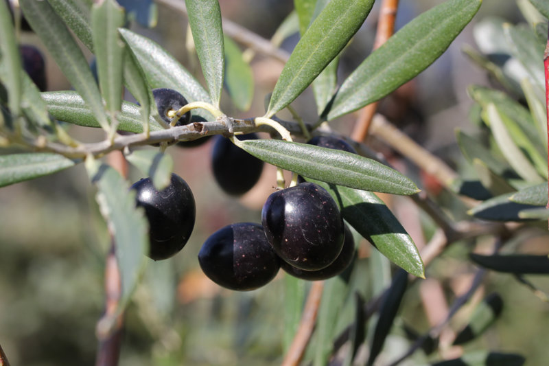 Venez cueillir les olives !