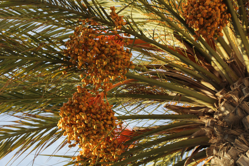 Le palmier dattier peut fructifier en France ! – Acclimatons