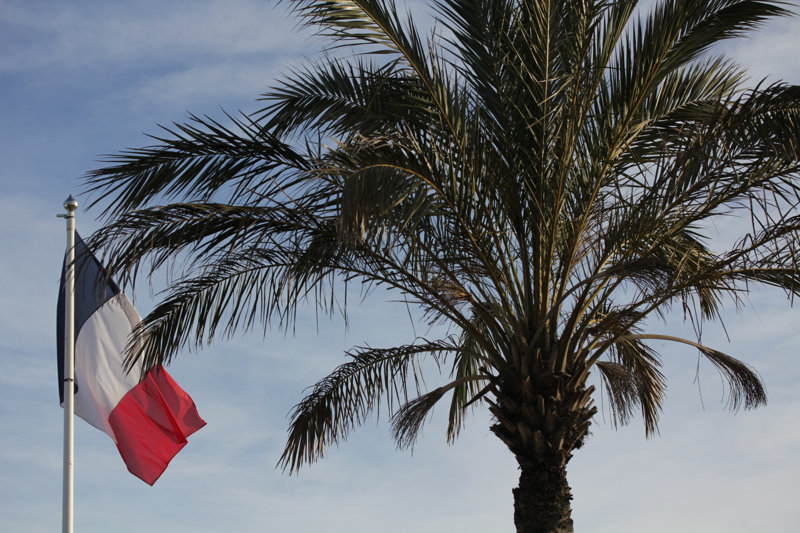 Le palmier dattier peut fructifier en France !