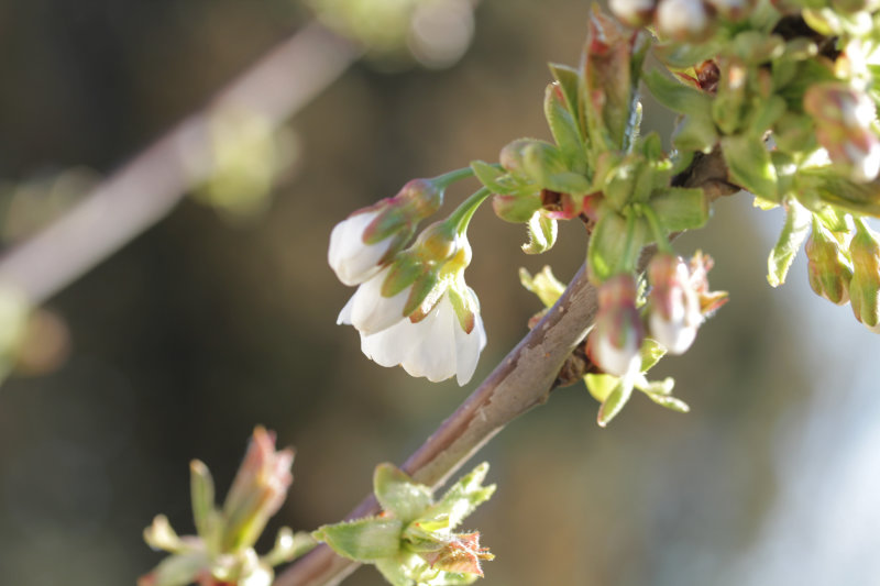 Cerise picota : premières fleurs