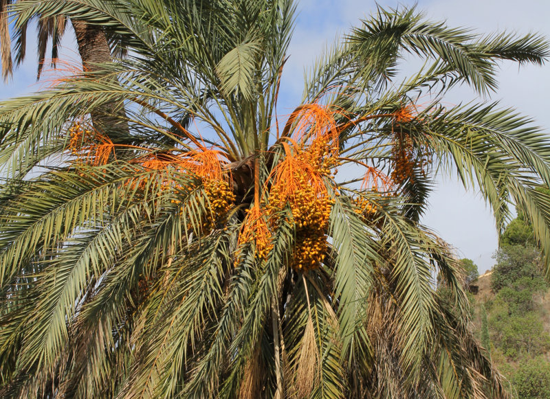 Documents à propos des palmiers dattiers