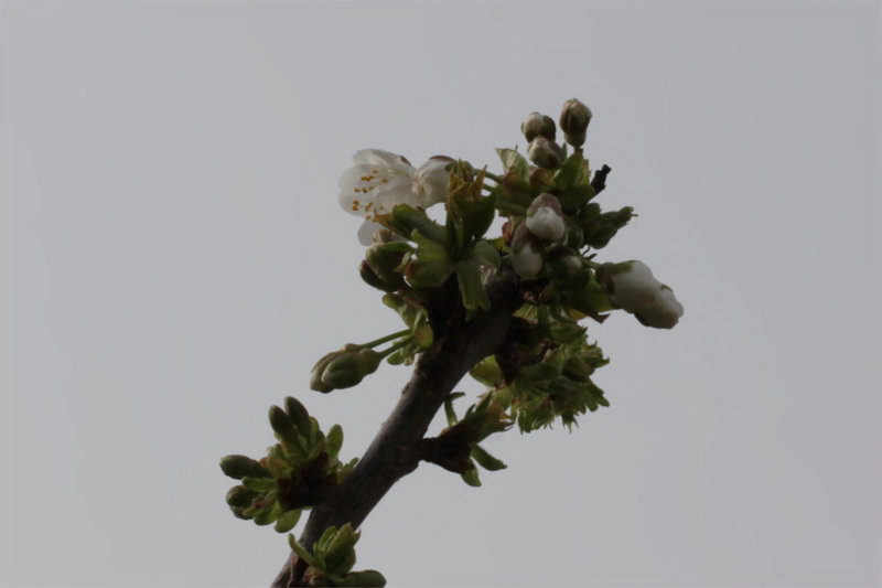 Cerisier Picota en fleur