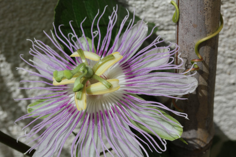 Passiflora incarnata en fleur