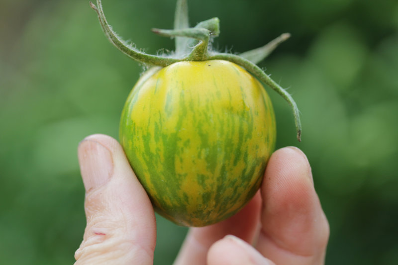 Première tomate !