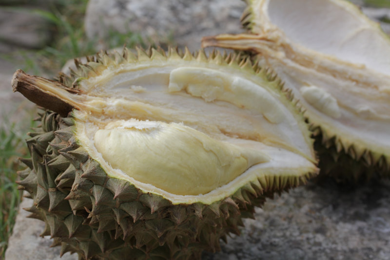 Comment choisir et manger un durian ? [vidéo]