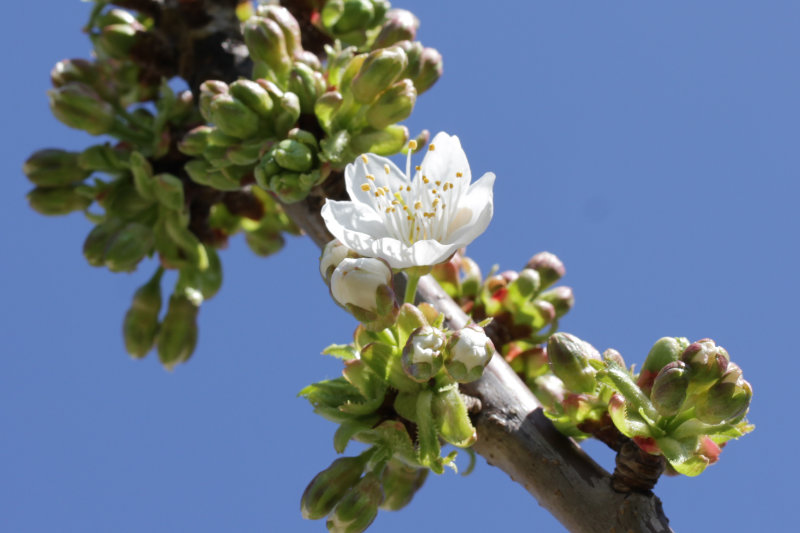 Prunier et cerisier en fleur