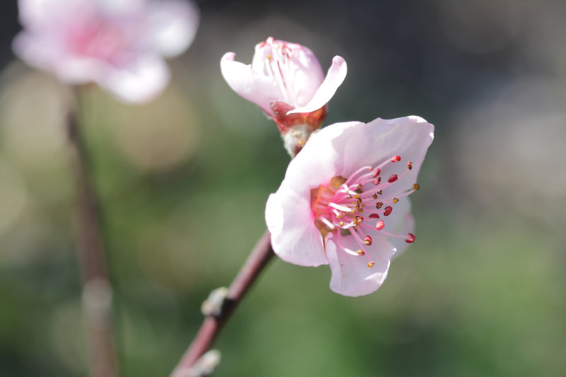 Fleurs de pêcher