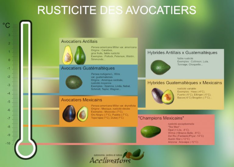 Ma collecton d'avocaters - YouTube