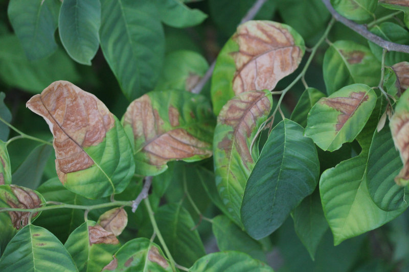 Les exotiques face à la canicule