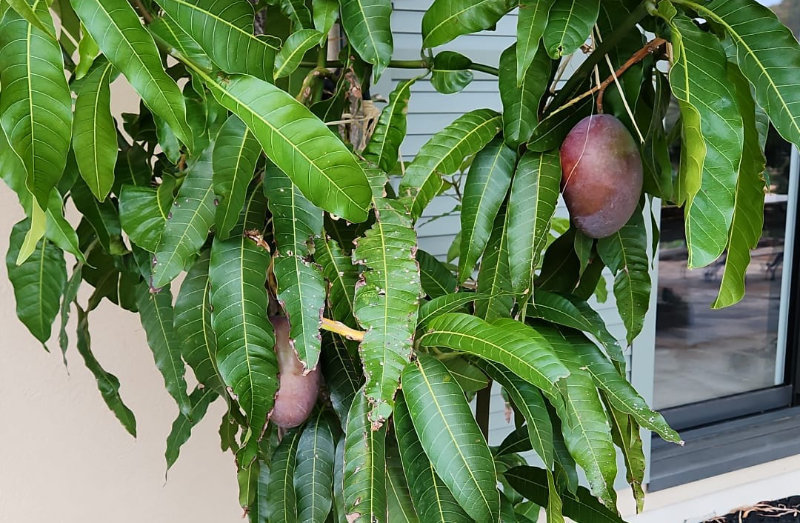 L’acclimatation de l’année : les mangues du Var !