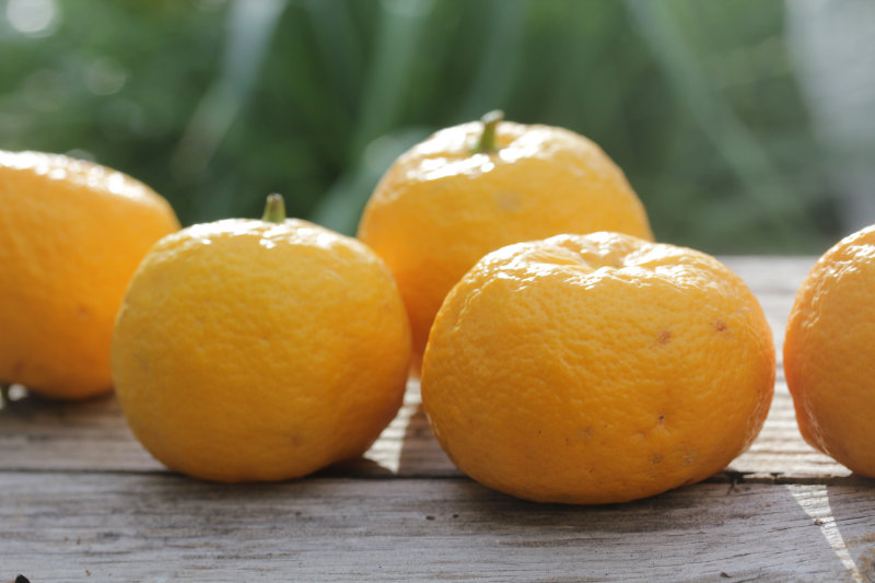 La “mandarine citronnée”