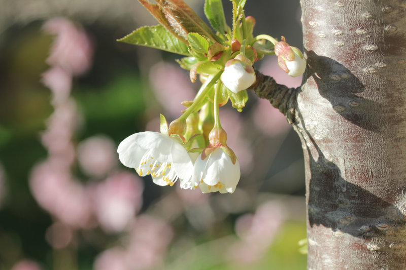 Première fleur de cerise Picota