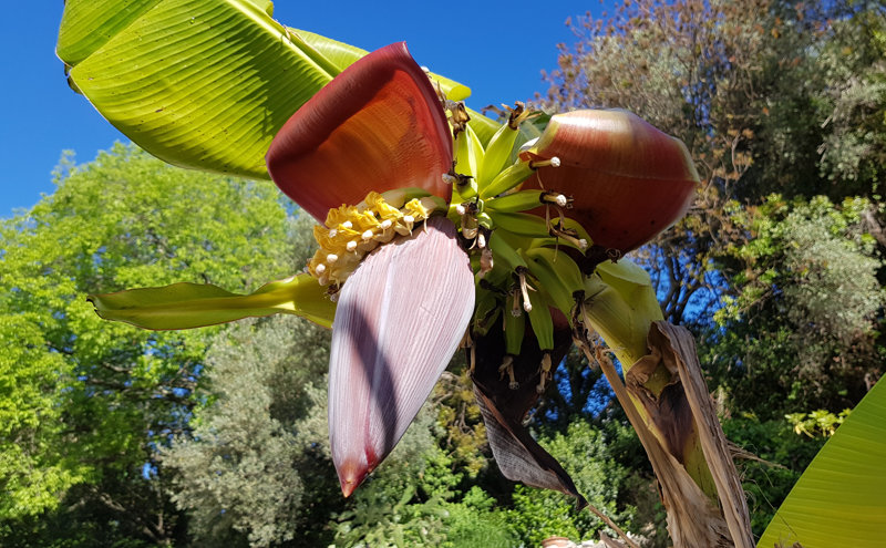 La majestueuse fleur de bananier