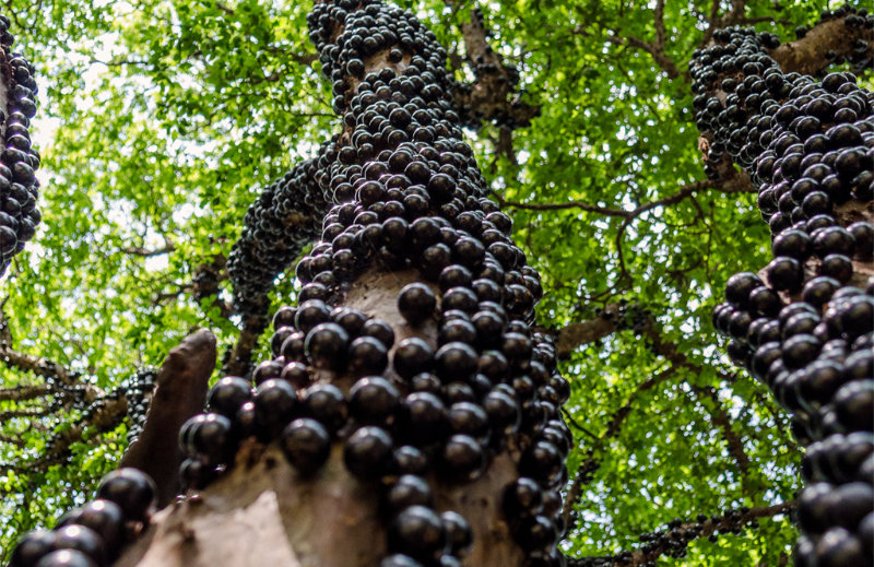 Jaboticaba : le raisin du Brésil