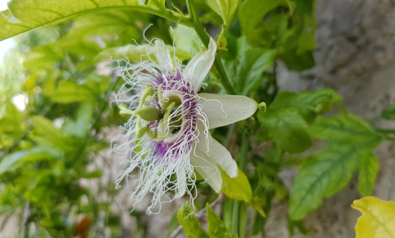 Passiflora edulis : première fleur