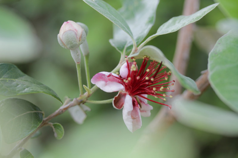 Feijoa en fleur