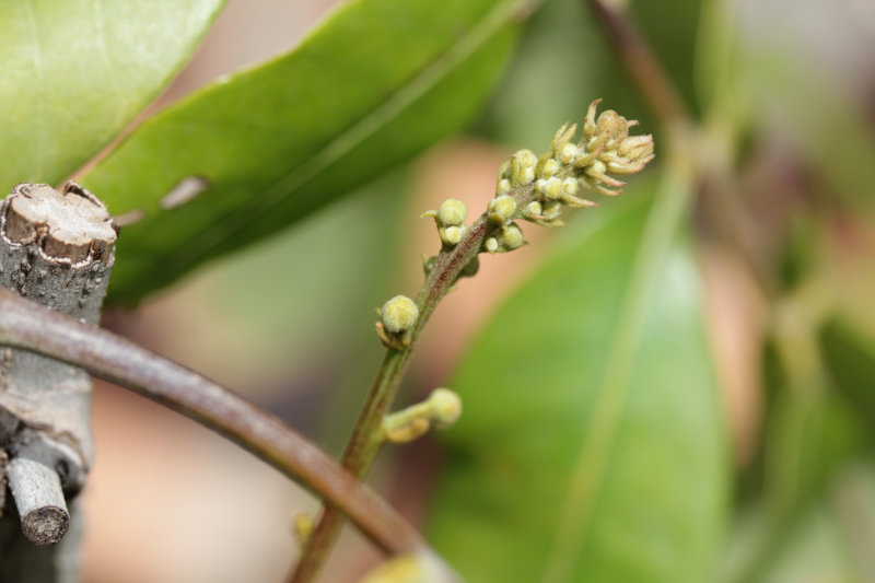 Longan en fleur