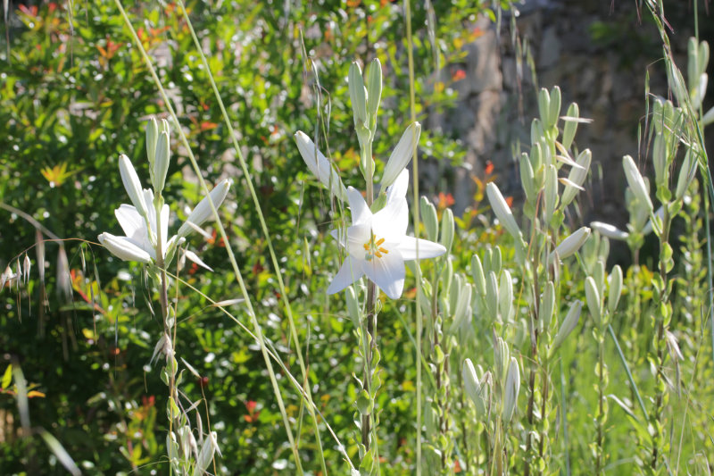 Les Lys blancs