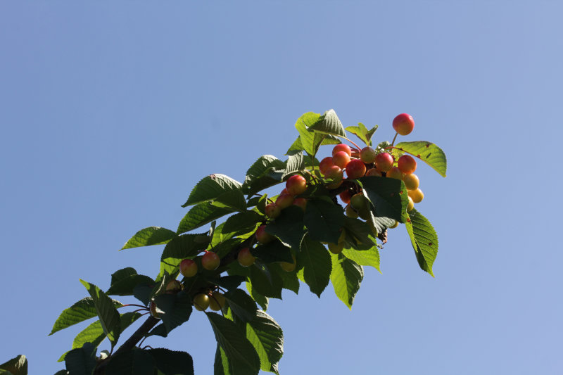 Cerises Picota