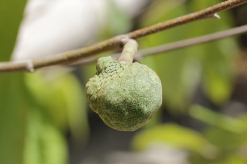 Le premier cherimoya du Mazet !