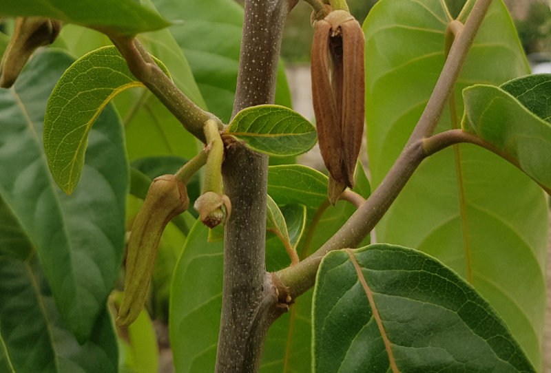 Nouaison du cherimoya ?