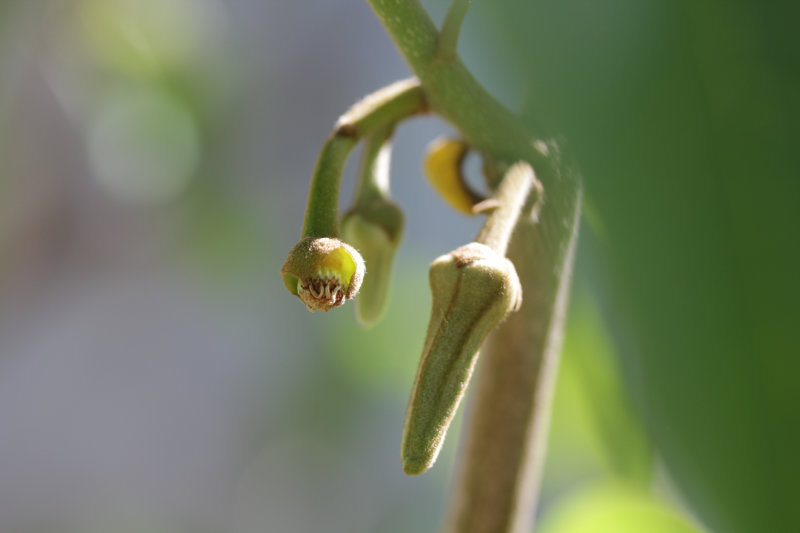 Cherimoya : nouaison difficile !