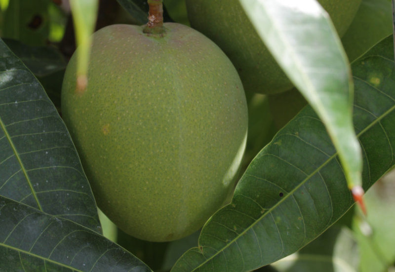 Floride : la mangue dans tous ses états !