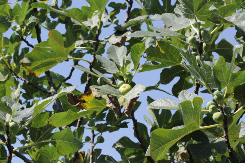 Les figues d’Août