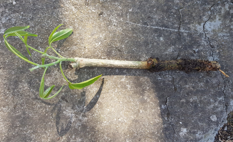 La sapote blanche se bouture !