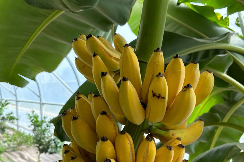 Bananes toulousaines