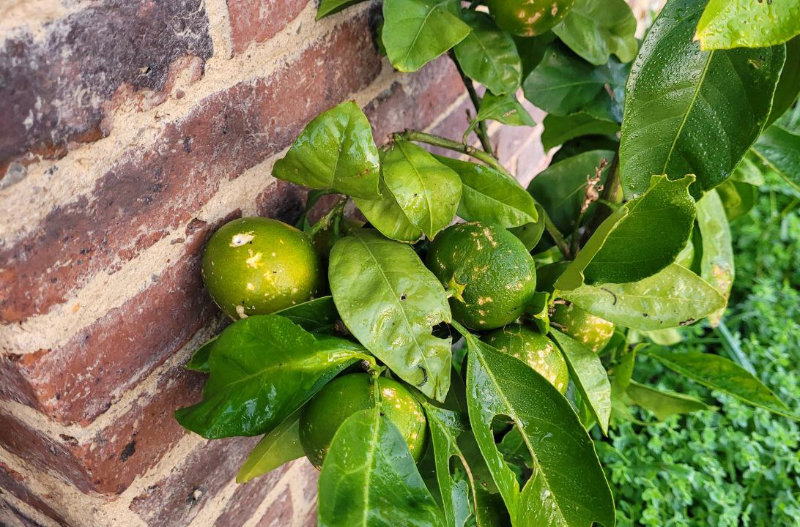 Mandarines normandes