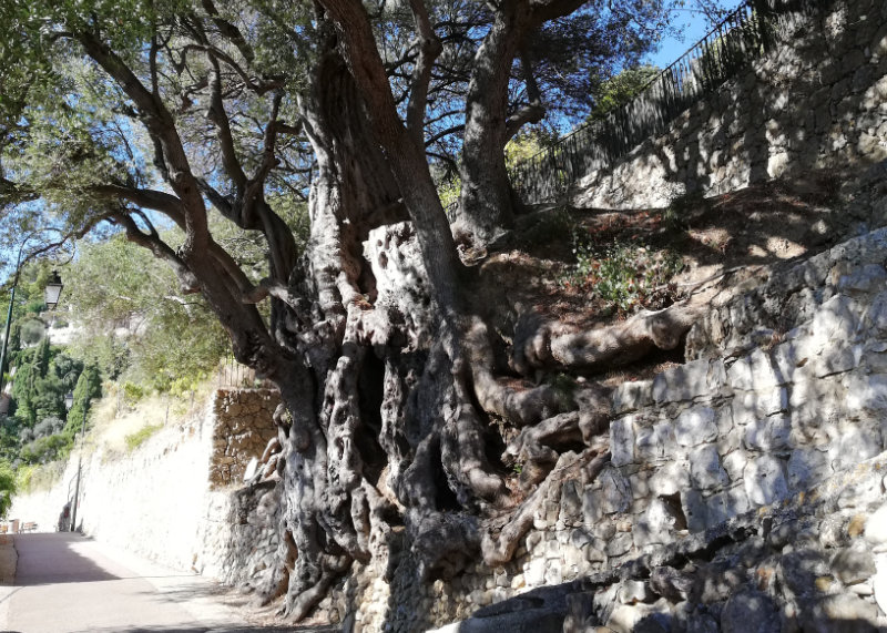 Plantes et murs [vidéo]