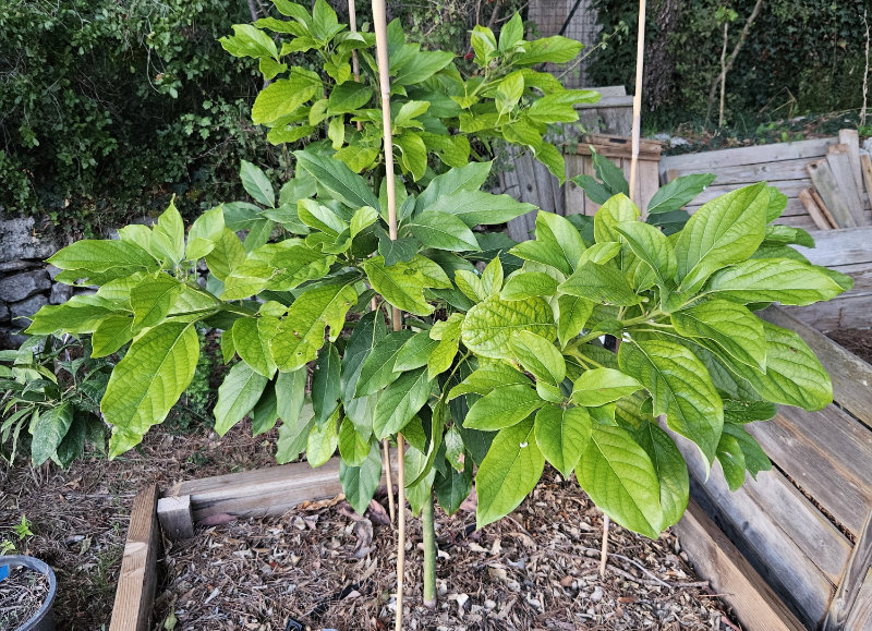 Les avocatiers de PapaBravo