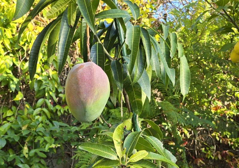 Mangue Kent en pot (Gard)