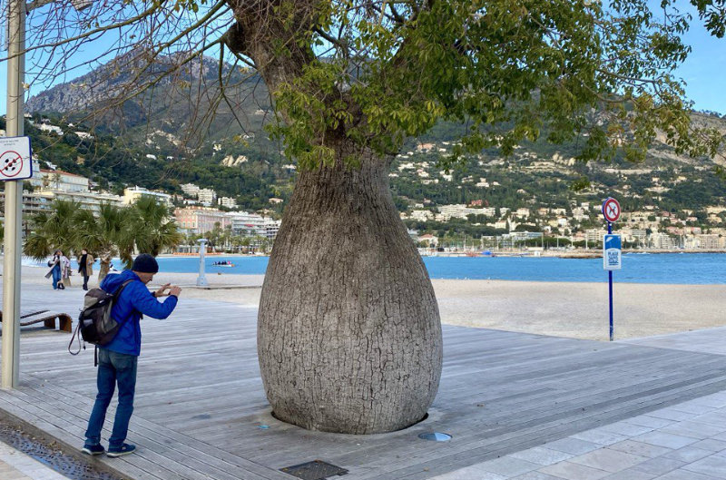 Les arbres totem