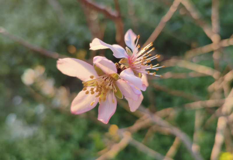 Première fleur d’amandier !